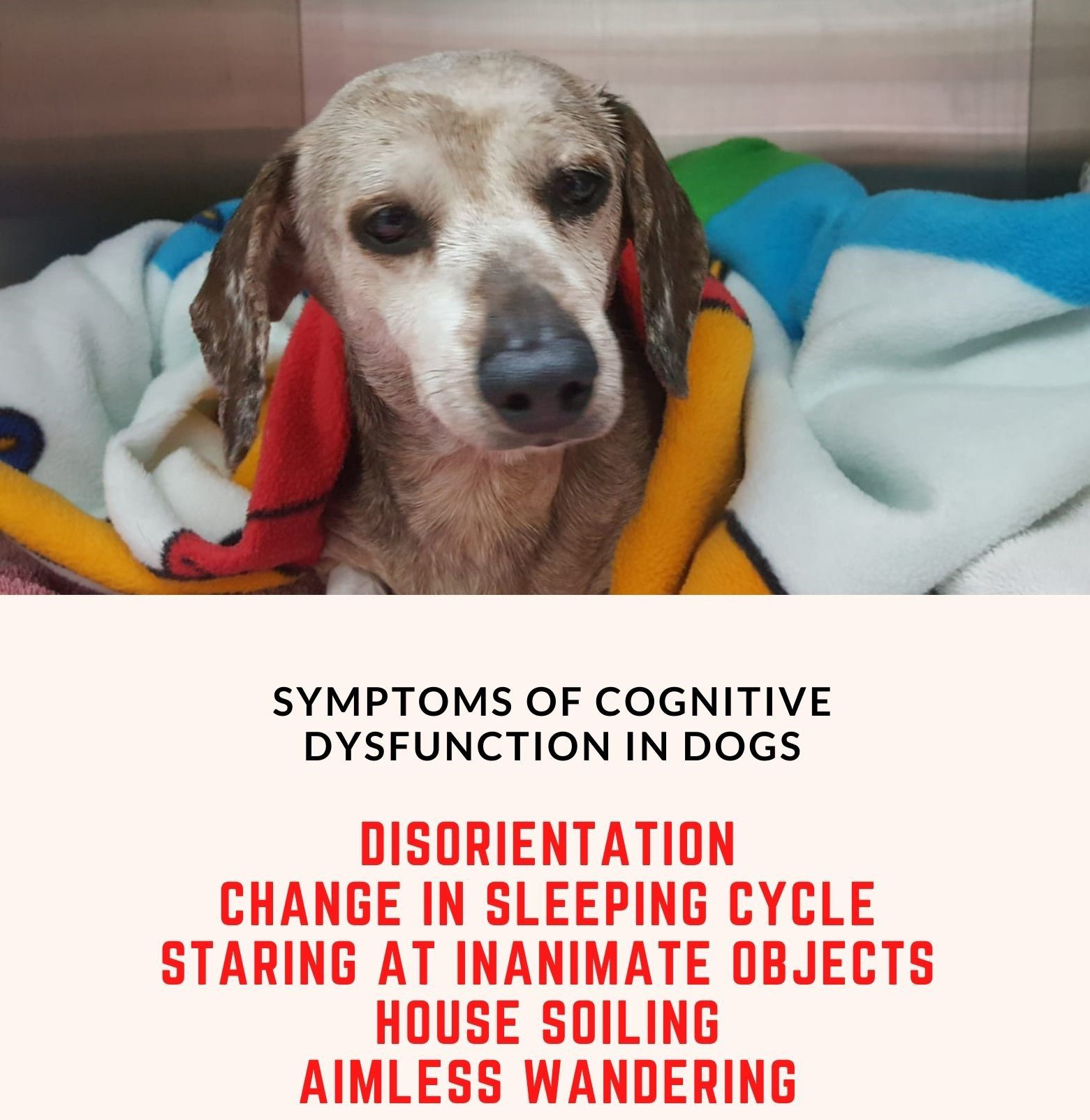 is canine dementia fatal