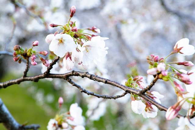 #photo #sigma #foveon #sdquattroh #japan #yamagata #tsuruoka #写真 #山形帝國 #山形県 #鶴岡市