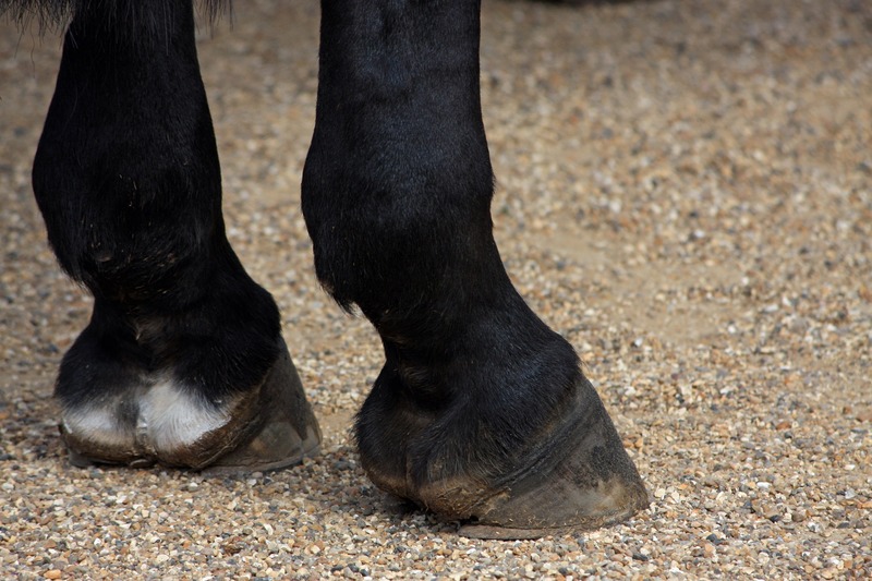 Foto de patas de un caballo