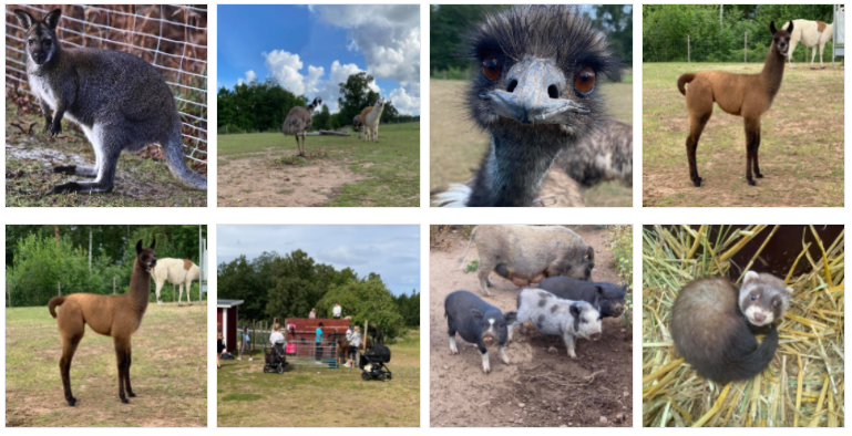 volunteer project, sweden, island, animals park, food and accommodation, camel, birds, wildlife, horses