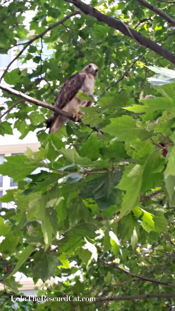 a hawk in brooklyn