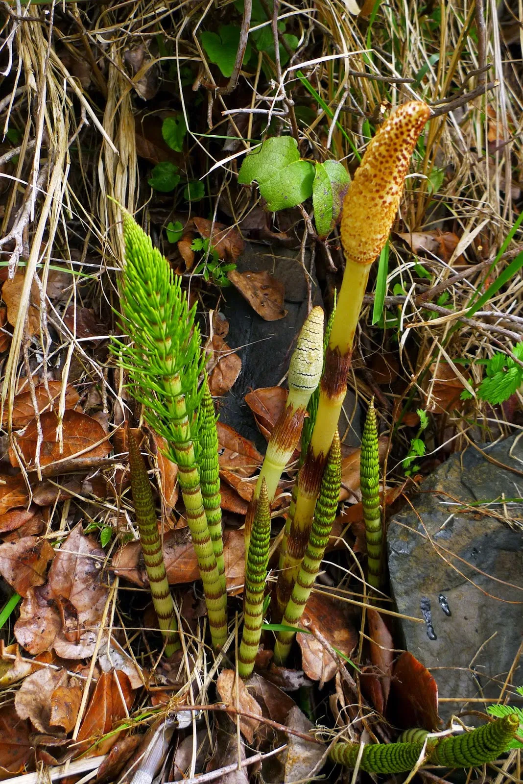 Crisp Horsetail Oil Landscape for Your Screen Crisp Horsetail Oil Landscape for Your Screen