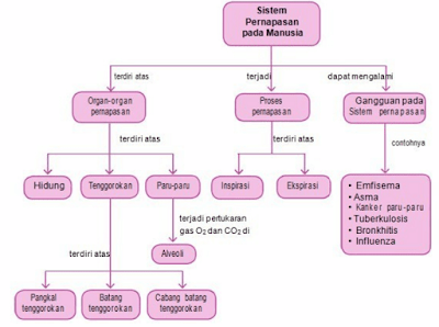 diagram gangguan pada alat pernapasan manusia www.simplenews.me