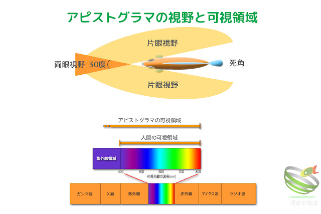 アピストグラマの視野と可視領域