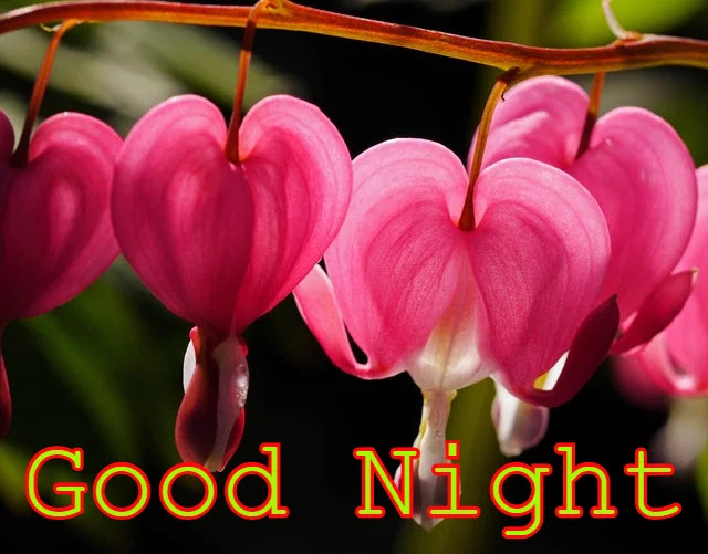 Good Night HD Images Collection Good Night HD Images Collection