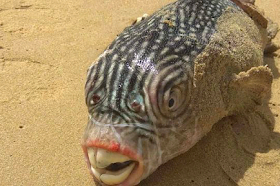 Footballfish From The Deep Washes Up On Shore, And It’s Really Freaky|interesting news|