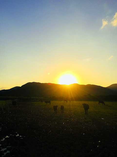 2018年 明けましておめでとうございます。 今年も宜しくお願い致します😋 西表島旅行で時間を贅沢に使おう〜🌴 西表島 KEN GUIDE www.kenguide.info  #西表島 #石垣島旅行 #旅 #石垣島 #西表島旅行 #離島 #旅行 #島旅 #正月 #女子旅 #女子旅行 #アウトドア #sup #Yacht #catamaran #sailing #sail #ガイド 