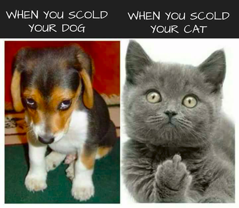 When you scold your dog vs when you scold your cat 