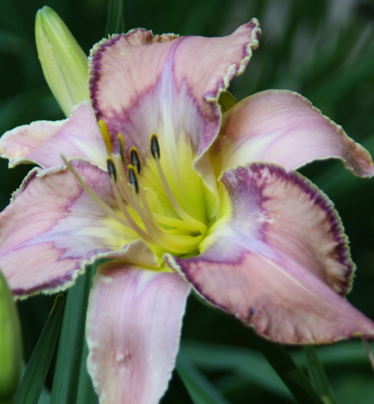 Beth's Blog Lots of Lilies Pittsford Garden Tour
