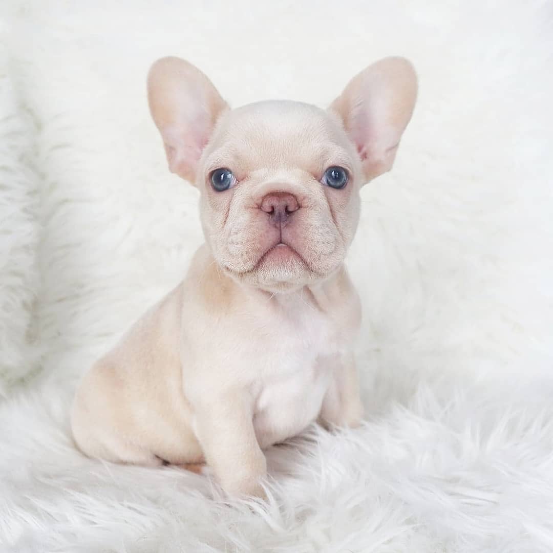 purebred french bulldog puppies