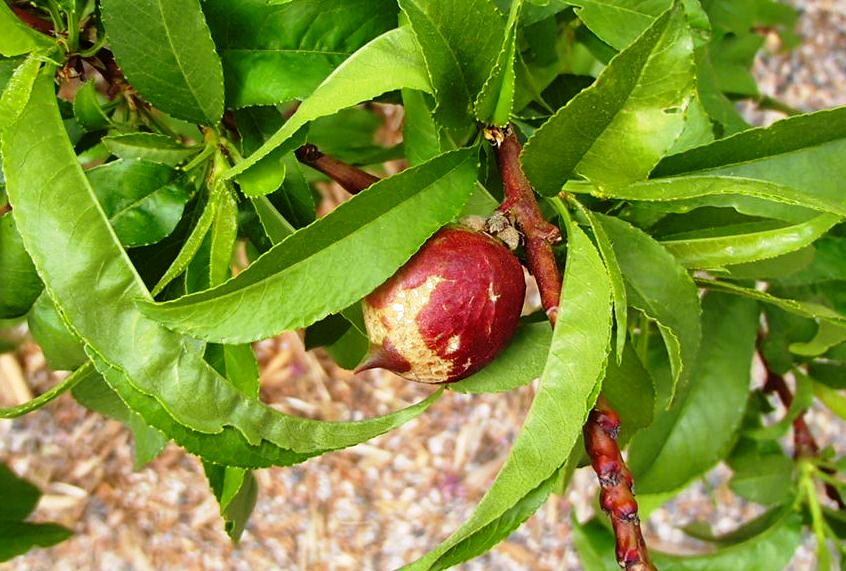 Xtremehorticulture of the Desert WFT Damage on Nectarine Showing Up Now