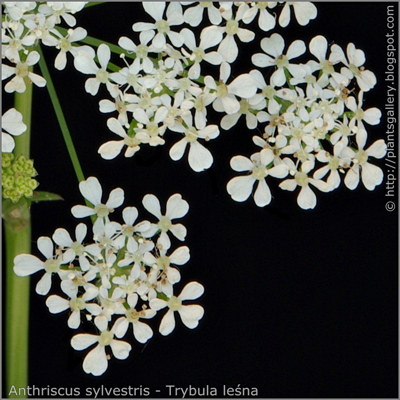 Anthriscus sylvestris flowers - Trybula leśna kwiaty