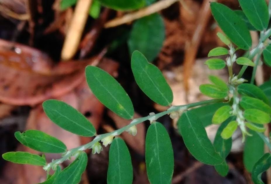Phyllanthus niruri / Bhumi-amla/Nela nelli : small plant large uses
