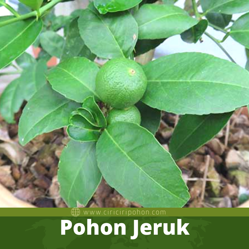 Pohon Jeruk