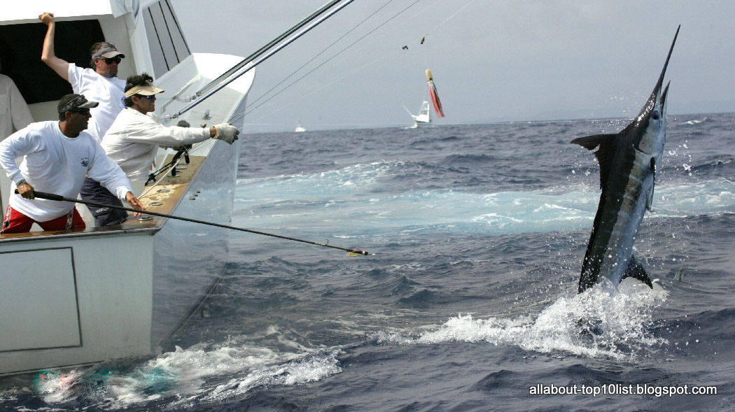 The amazing world of top10: Marlin Fishing, Bahamas