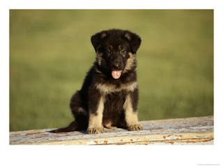 10670-dogs-german-shepard-puppy.jpg