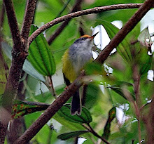 Mountain Tailorbird_2011