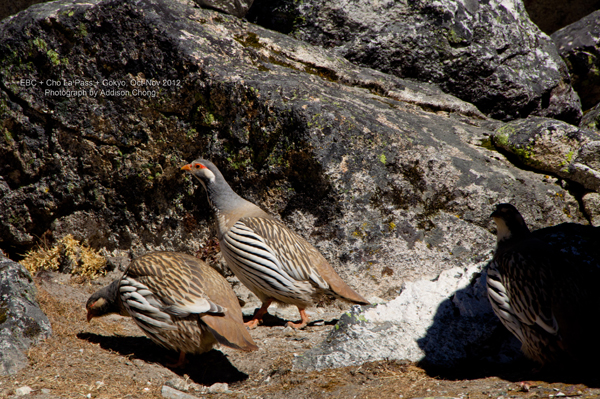 Cho La Pass to Thagnag, Tibetan Snowcock Cho La Pass to Thagnag, Tibetan Snowcock