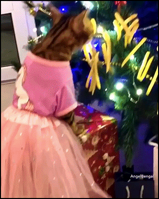 Funny Cat GIF • Cute Bengal cat with pink tutu and shoes discovering delicious french fries as amazing Xmas tree ornament Funny Cat GIF • Cute Bengal cat with pink tutu and shoes discovering delicious french fries as amazing Xmas tree ornament
