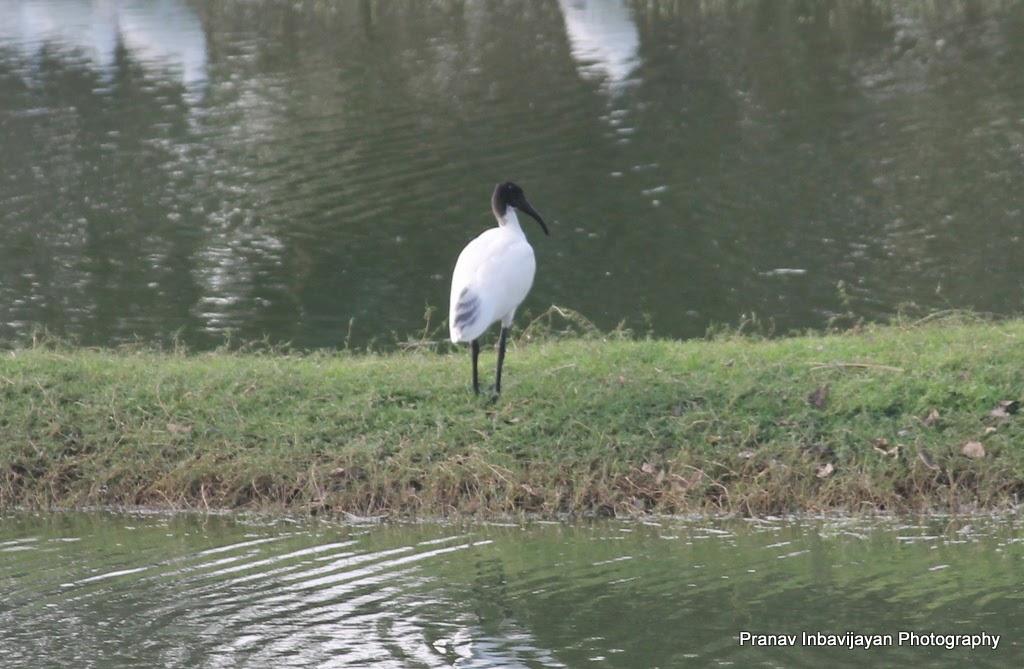 Pranav Inbavijayan VISIT TO NELAPATTU BIRD SANCTUARY 1 February 2014
