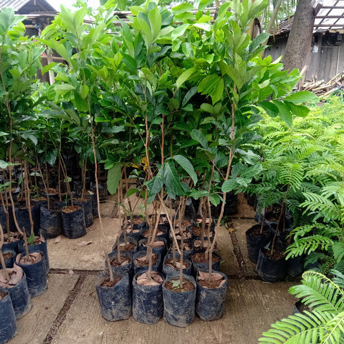 rambutan binjai Siantan Timur