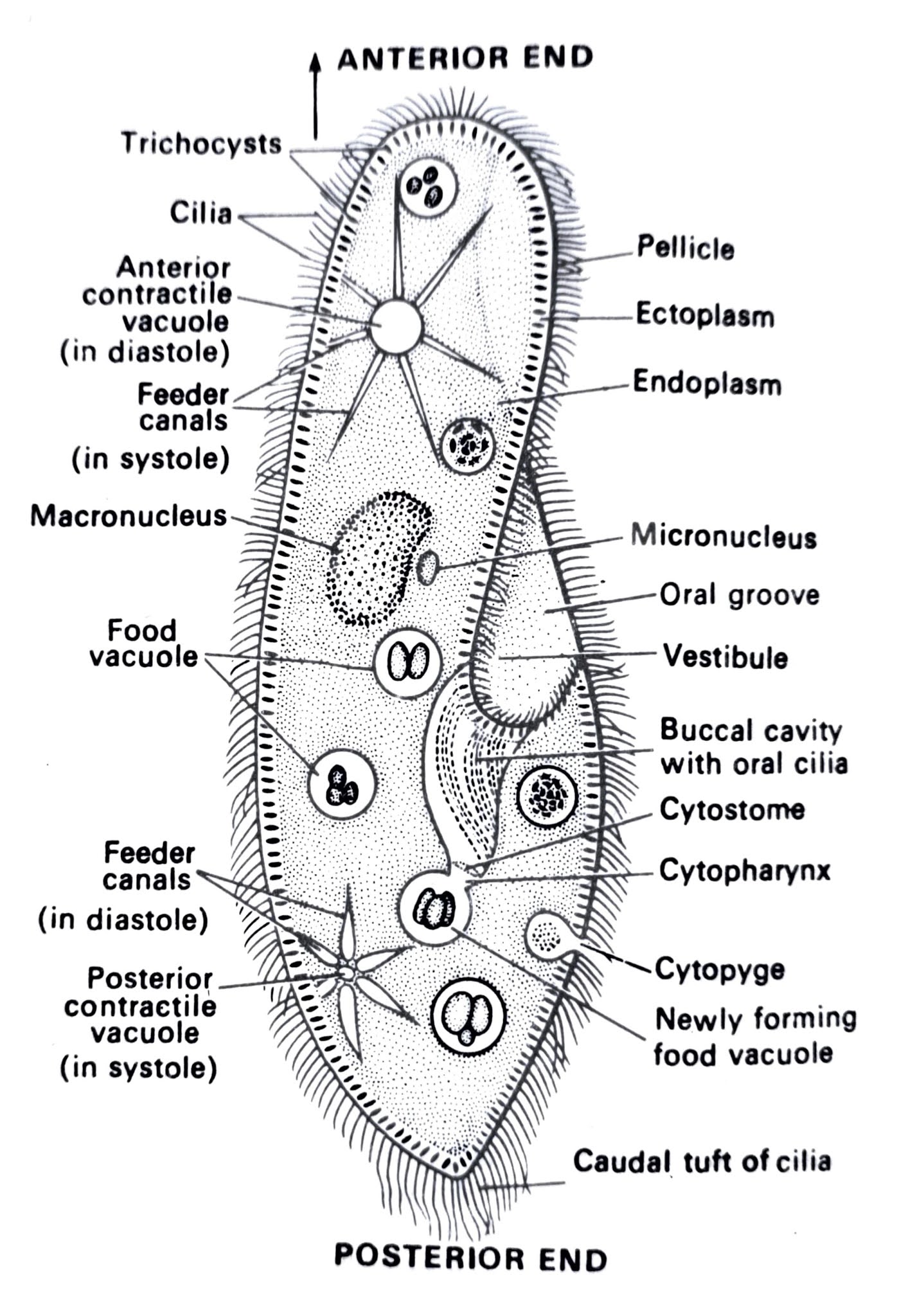 Phylum- Protozoa Paramecium