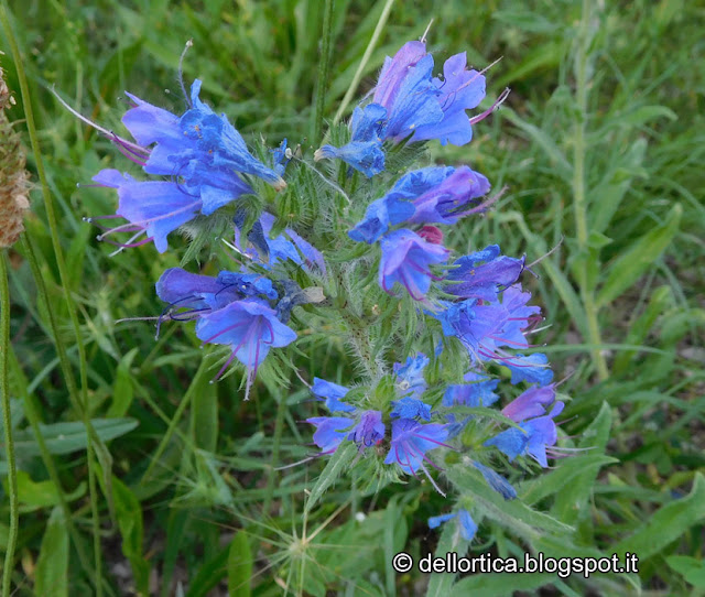 escursioni flora spontanea e fauna selvatica birdwatching e merende confetture di rose, di lamponi di piccoli frutti di ribes fragoline prugne amarene melone sali aromatizzati al timo issopo maggiorana alloro oleoliti alla lavanda cipresso rosmarino salvia gelatina di tarassaco ortica alimentare