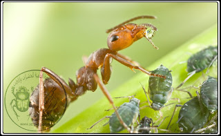 تغذية النمل على المادة العسلية التي يخرجها المن