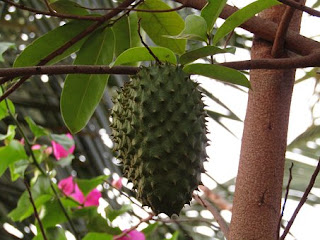 sirsak,buah sirsak,manfaat buah sirsak, khasiat buah sirsak,fruit