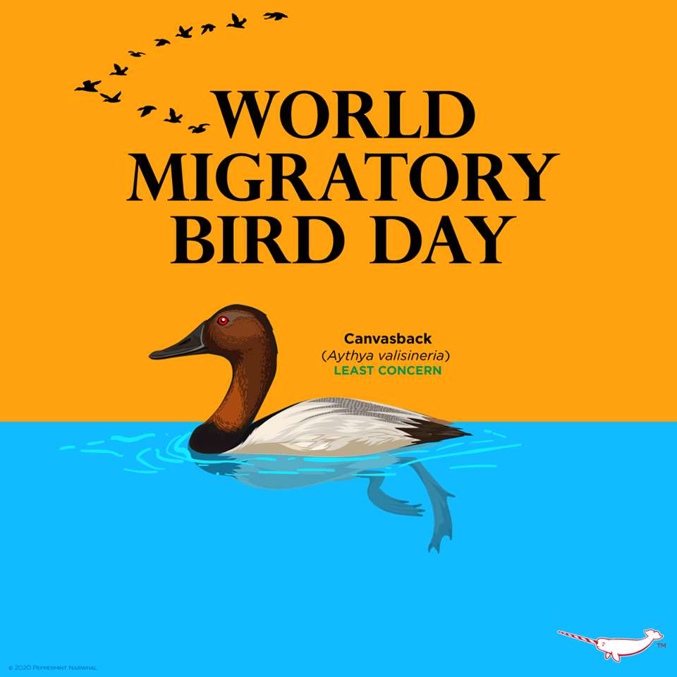 World Migratory Bird Day Wishes Awesome Picture