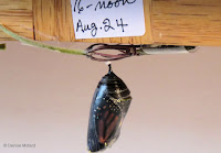 Monarch chrysalis, one hour before emerging - © Denise Motard
