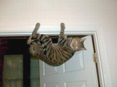 gato assustado se pendura na porta