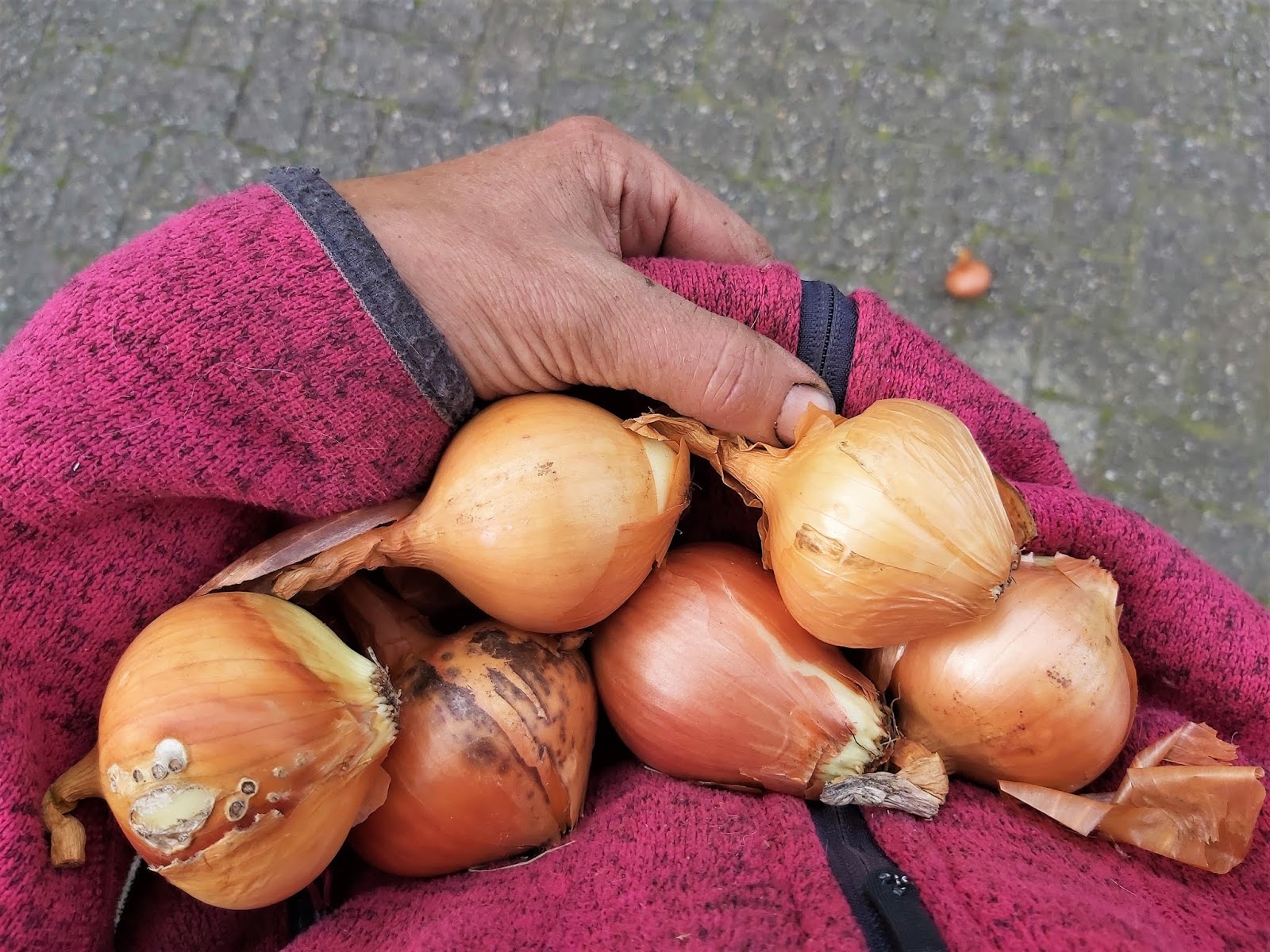 Moesker's Moestuin Ui, ui, alweer een ui.