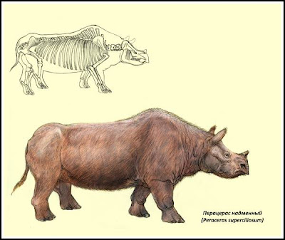 rinocerontes extintos Peraceras