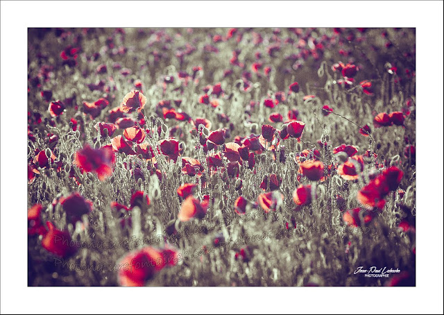 coquelicots-crédit-photo-jean-paul-lahache