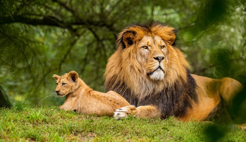 Gambar Upaya Pelestarian Keanekaragaman Hayati Di Indonesia