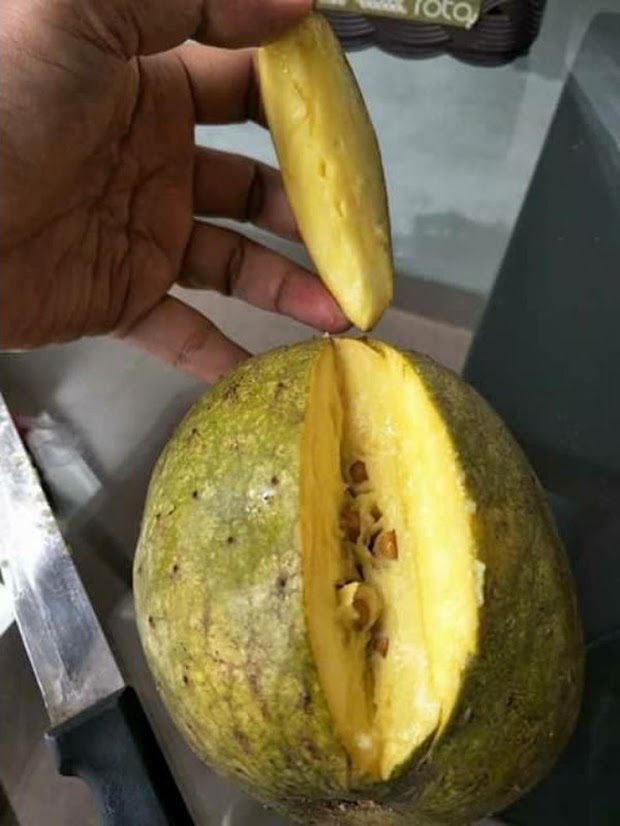 bibit tanaman buah sirsak kuning Kepulauan Riau