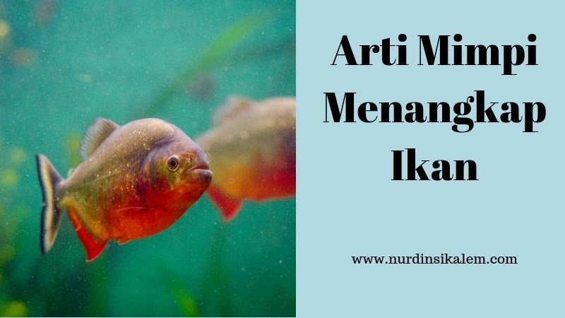 Makna Lengkap Tafsir Dan Arti Mimpi Menangkap Ikan - Blog Nurdin Sikalem
