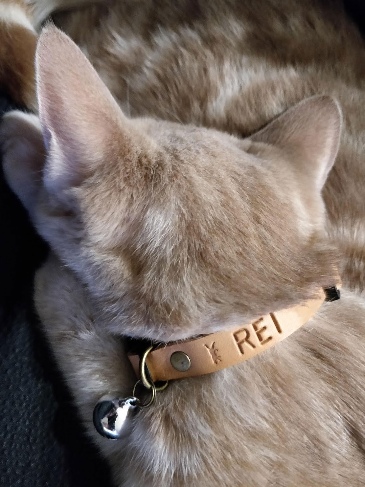 Minimalist, personalised cat collar KEEP IT IN THE PHAMLY