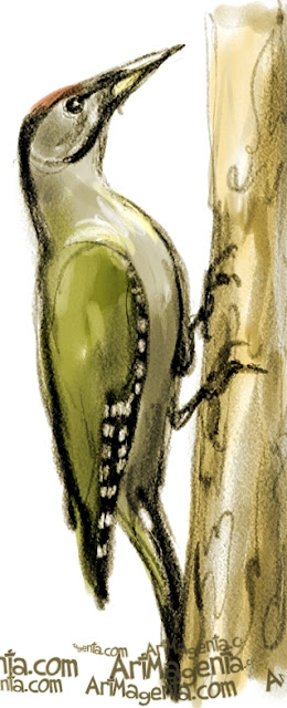 Grey-headed Woodpecker sketch painting. Bird art drawing by illustrator Artmagenta