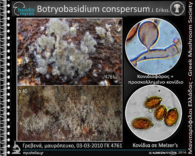 Botryobasidium conspersum J. Erikss.