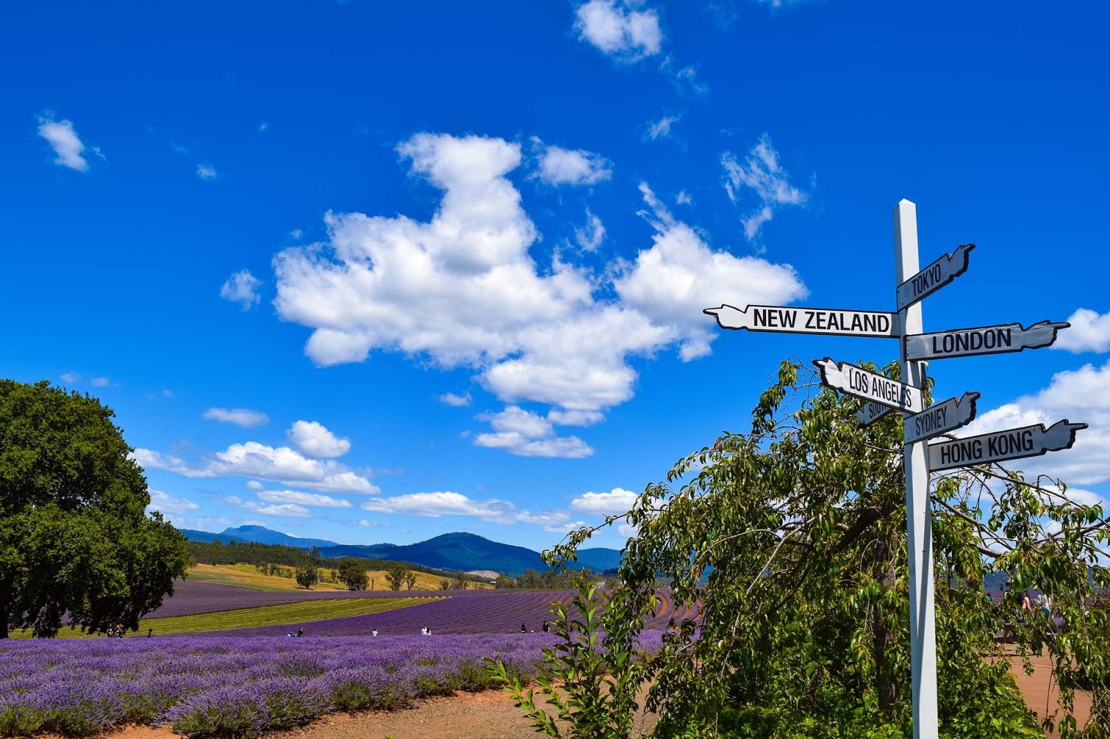 bridestowe lavender estate