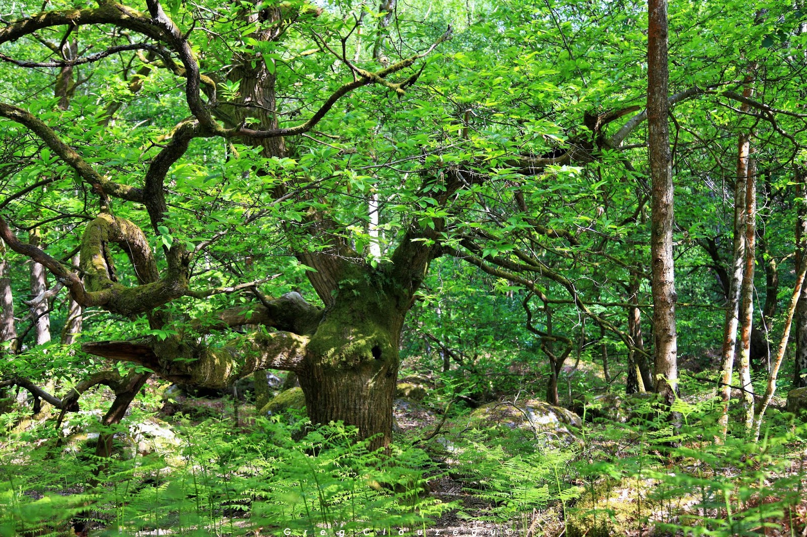 Le châtaignier gaulois aux Grand Avaux FontaineBleau Passion
