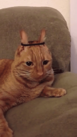 funny cats part 304