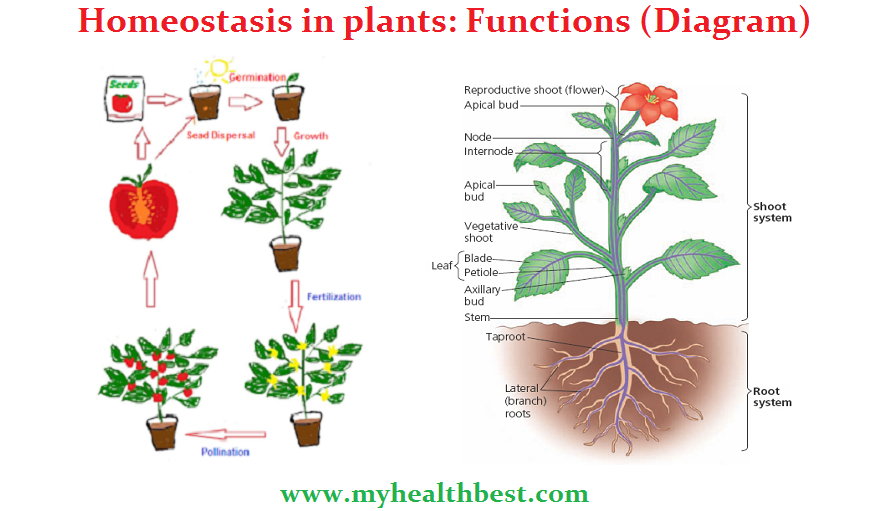 Homeostasis in plants Functions, Diagram, Anatomy &amp; More