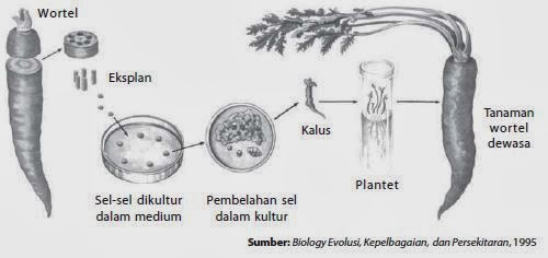 Penjelasan Wacana Totipotensi Sel Sebagai Dasar Kultur Jaringan Guru Terselubung