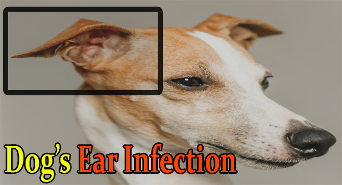 can antibiotics cause vertigo in dogs