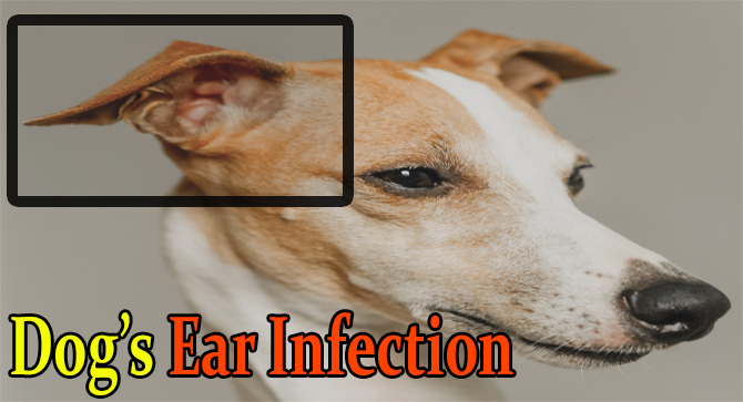 Antibiotics for canine ear infection Clearance