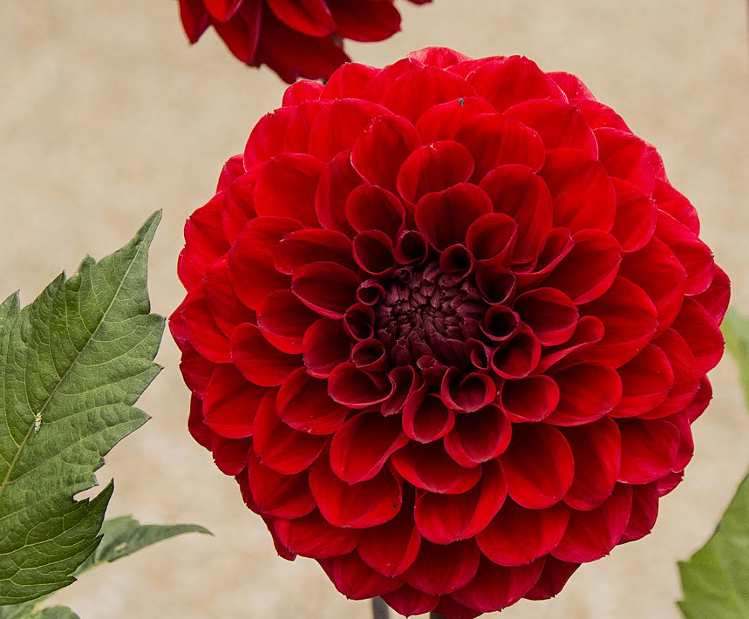 Flowers that begin with Flowers that begin with