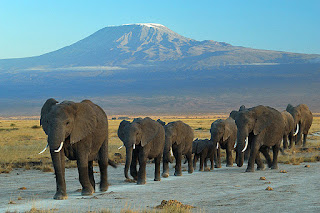 Kenya'da Amboseli Ulusal Parkı'nda bir Afrika fili ailesi. Fil yavrularının grubun ortasında korumalı konumda olduklarına dikkat edilmelidir. Arkada Kilimanjaro Dağı görünmektedir.